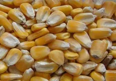 واردات ذرت‌های آلوده کار بخش خصوصی است