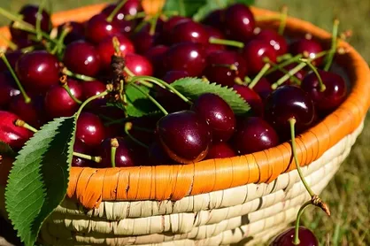 فروش ۶۰ هزار تومانی گیلاس در تهران