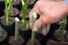 مستند شدن آمار و ارقام کاشت یک میلیارد درخت