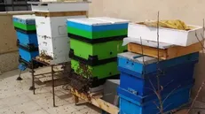 کندوی هوشمند به همت پژوهشگران دانشگاه صنعتی شریف ساخته شد