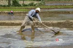 شالی