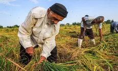 سه میلیون نفر در کشور عضو صندوق بیمه اجتماعی کشاورزان هستند