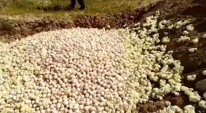 زنده به گور کردن جوجه&zwnj;های یک روزه؛ مقصر ستاد تنظیم بازار یا جهاد کشاورزی؟ / امیرآبادی: در حال پیگیری هستیم
