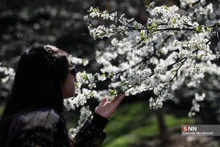 بهار شکوفه ها 
