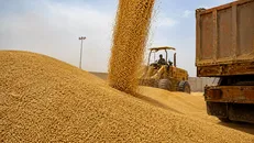 خرید بیش از ۲۲۰ هزار تن گندم از کشاورزان اردبیل