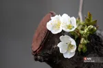 چند قدم مانده تا بهار