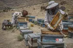 زنبور