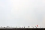 پرندگان مهاجر