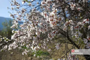 شکوفه های بهاری منطقه مهارلو استان فارس
