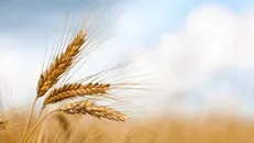 کشور‌های بریکس به دنبال حکمرانی جدید در بازار غلات