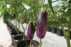 سونامی گوجه فرنگی و بادمجان در راه است