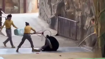کشتی خرسی!