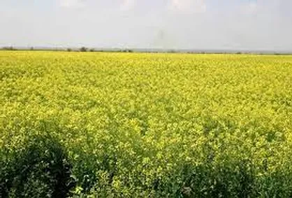 خرید تضمینی ۱۳۶ میلیارد تومان روغن کلزا از ۴ استان