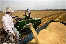 دسترنج زارعان گلستانی در آستانه برداشت/ تولید یک میلیون و ۴۰۰ هزار تُن محصول