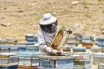 زنبور