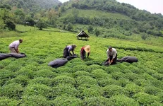 استان گلستان، کشاورزی و محیط زیست