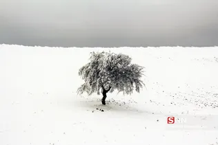 طبیعت برفی