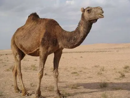 خطر تردد شتر&zwnj;ها در خطوط راه&zwnj;آهن سمنان/ راهکار چیست؟