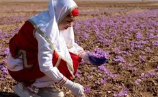 آغاز خرید حمایتی زعفران/ قیمت‌های جدید اعلام شد