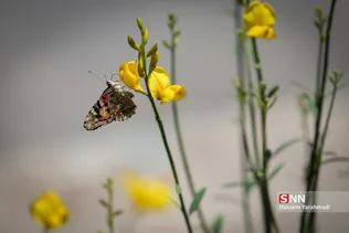 پری