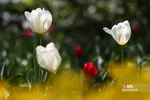 باغ ایرانی