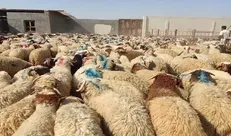 آماده‌سازی جایگاه‌های عرضه بهداشتی دام برای روز عرفه و عید قربان