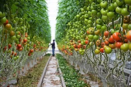 قیمت پایین گاز تحویلی به گلخانه&zwnj;ها، به زیان کشور است