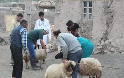 جهاد پزشکی در روستاهای محروم کازرون ادامه دارد/ دانشجویان به درمان دام&zwnj;های روستاییان مشغولند