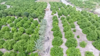 شهرستان رودان در حوزه کشاورزی به پیشرفت چشم گیری نرسیده است