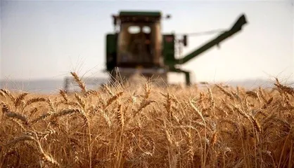 تداوم خرید تضمینی گندم در تعطیلات خرداد