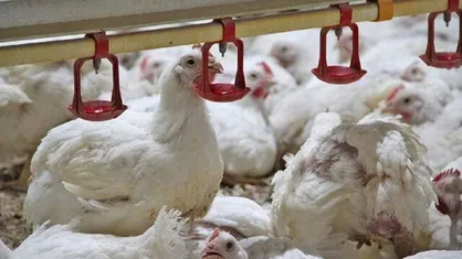 ساخت جایگزین طبیعی آنتی&zwnj;بیوتیک برای مرغداری&zwnj;ها