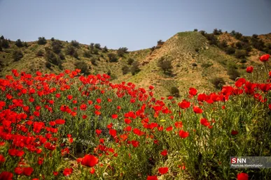 دشت شقایق وحشی