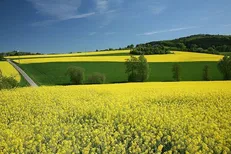 هدفگذاری کشت قراردادی در ۲۳۵ هزار هکتار از زمین‌های زراعی مرکزی