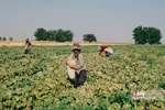 برداشت طالبی از مزارع قم
