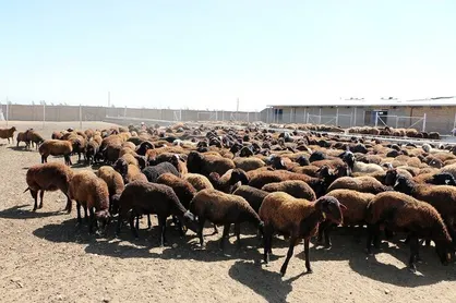 پوریان: ۷ میلیون راس دام دست دامدار مانده است