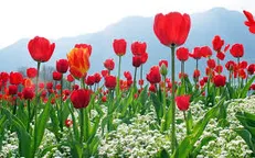 کاشت ۵۰ هزار پیاز گل لاله در منطقه ۷