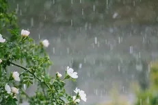 هوای گیلان تا سه شنبه بارانی است