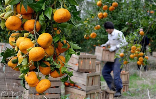 مرکبات مازندران چند از باغدار خریداری می‌شود؟