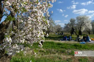 شکوفه های بهاری منطقه مهارلو استان فارس