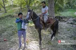 اسب