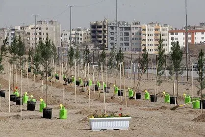 کاشت ۳۳ هزار در نهال در معابر عمومی شهر مشهد
