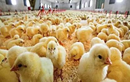 افزایش ۲۴ درصدی تولید جوجه یک روزه در کشور از ابتدای امسال