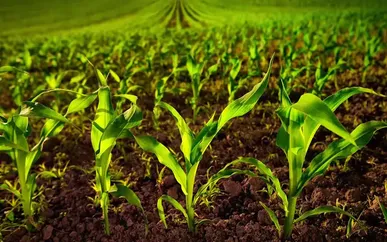 تولید ۷۷۵ هزار اصله نهال شناسنامه‌دار در باغات زنجان / ۹ نهالستان اکنون فعال هستند