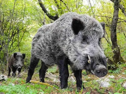 پارک ملی گلستان یکی از الگو&zwnj;های مدیریت محیط&zwnj;زیستی کشور و جهان است