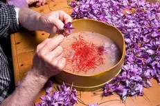 راه‌اندازی انبار بورس زعفران در خراسان شمالی با هدف جلوگیری از خام فروشی