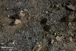 تصادف