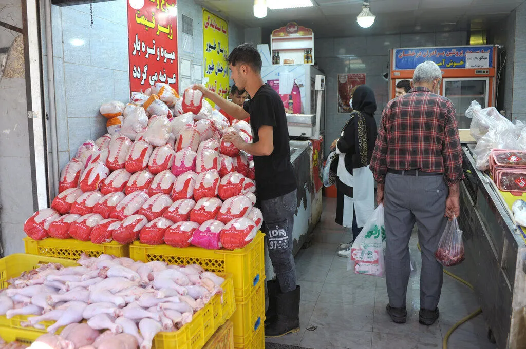 خرید حمایتی یک‌هزار و ۴۵۰ تن مرغ مازاد تولیدکنندگان کردستان آغاز شد