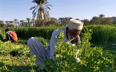 تحقق ۸۸ درصدی اشتغال بخش کشاورزی در سیستان و بلوچستان / سه هزار و ۲۶۱ شغل ایجاد شد