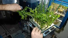کشاورزی در فضا به کمک نقاط کوانتومی بازدهی بیشتری خواهد داشت