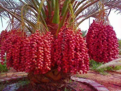 لزوم تسهیل گری دولت در صادرات خرما / نیاز نخلداران استان کرمان به تسهیلات بانکی